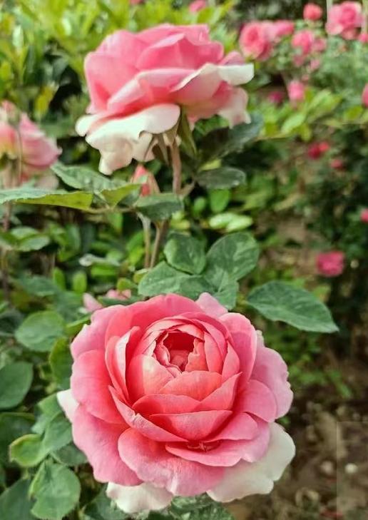 阿茂|茫茫春色剩几许，一分韶光到雨薇（原创诗词十一首）