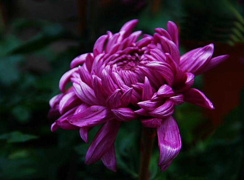 关于秋菊意象的诗句,关于秋菊的诗词名句