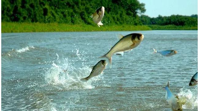 三峡水坝大鱼横行,三峡区出现大量水老虎