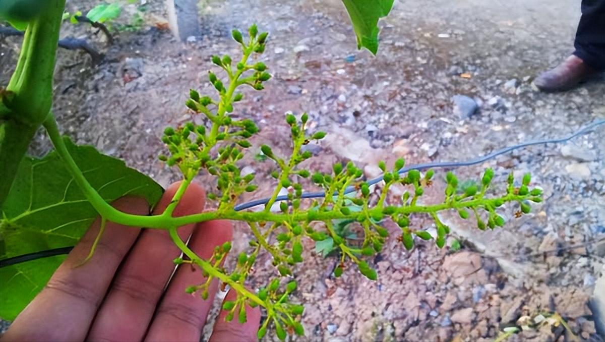 七月葡萄熟了怎么办,七月葡萄为什么还长穗