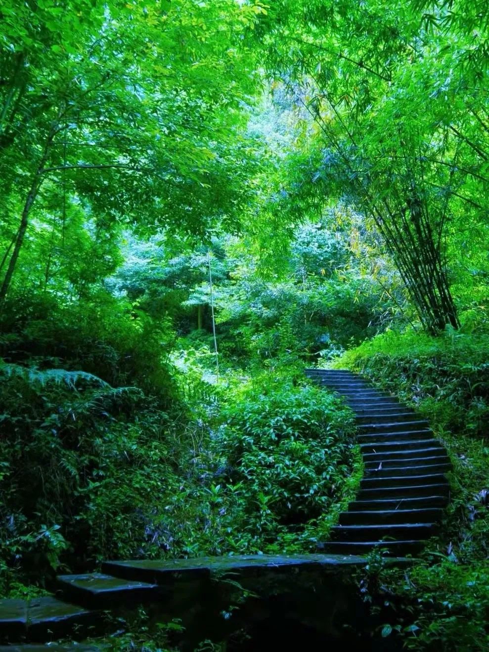 1.5h刹拢！被誉为川版“花城”，这个宝藏好耍地美得不像话