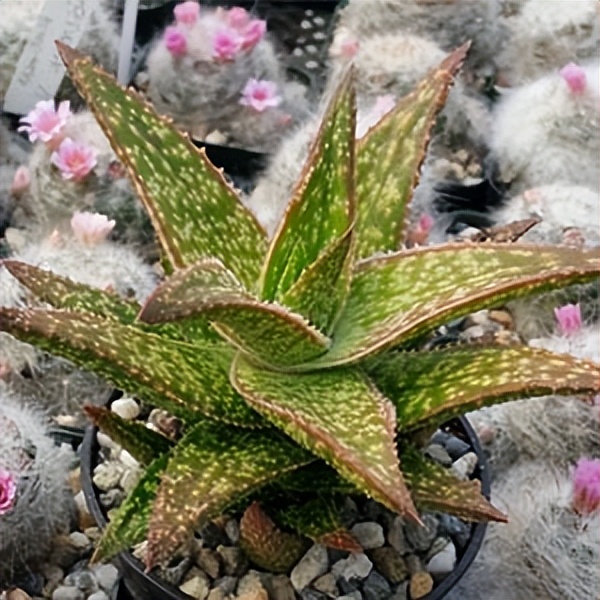 102个大类近500个多肉植物图片，都极其美丽，建议在家中也养一盆