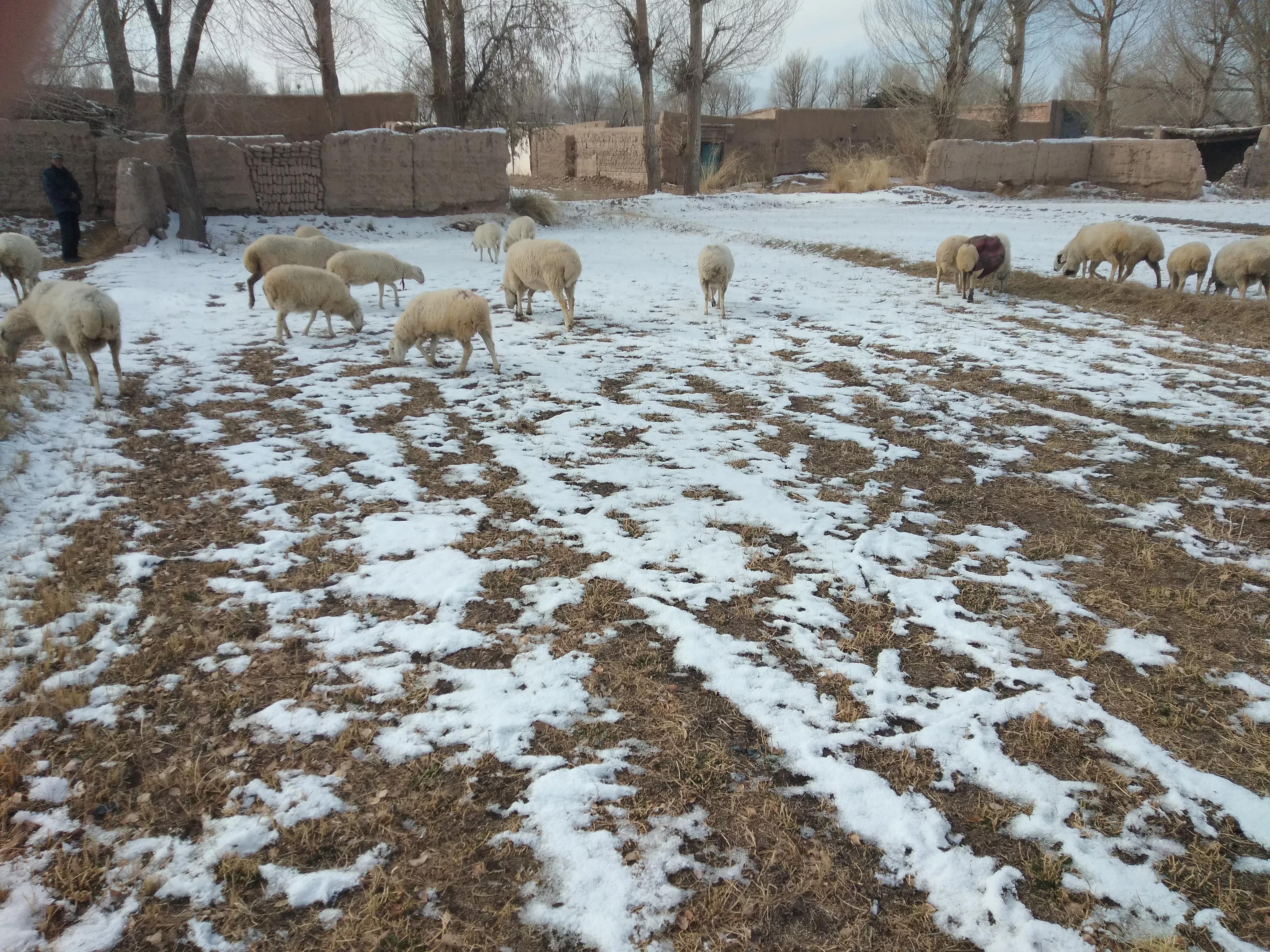 羊价依旧凄凉，“旺季不旺”的羊市，养羊人有苦难言