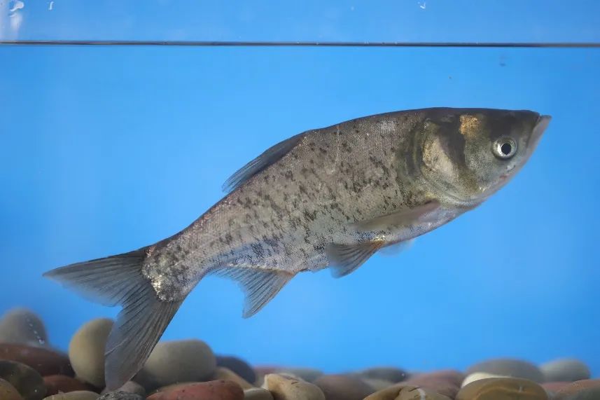 四大淡水名鱼是些什么鱼,鲤鱼鲫鱼和四大家鱼的区别