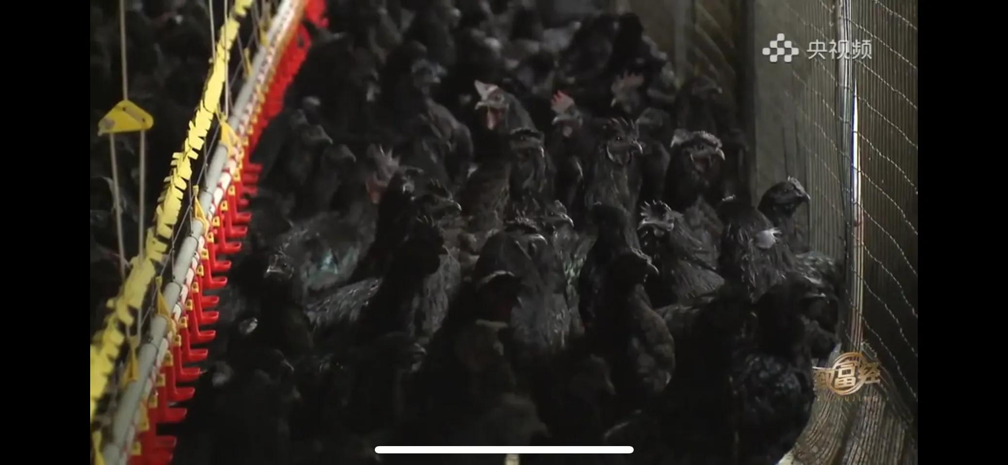 10万多只鸡养鸡场一年能挣多少,回村搞农业养殖一只鸡卖一万