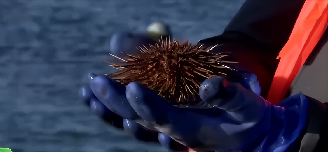 仅有积蓄23块钱，山东小伙大胆借600万，捞出大连海底“小黄金”