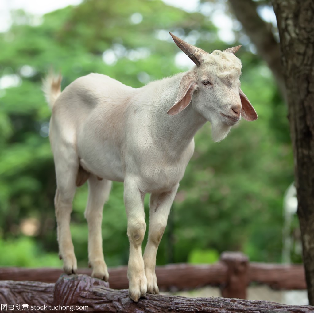简单的羊肉萝卜汤做法,羊肉怎样炖萝卜汤去膻味