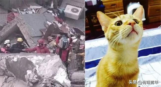 养猫有细菌浪费钱吗,养猫有用吗