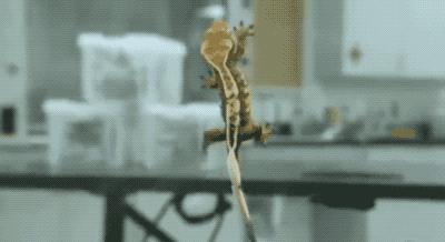 壁虎现实有那么毒么,人畜无害的壁虎为什么会列入五毒