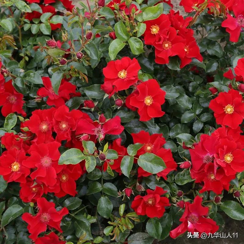 通过adr认证的月季品种,奥古斯塔路易斯月季是adr认证吗