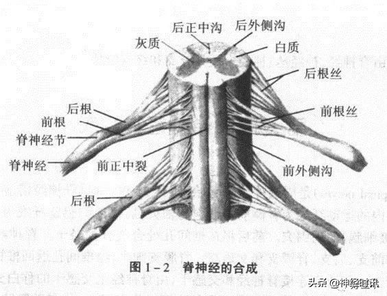 神经系统体表定位标准「基础干货分享」