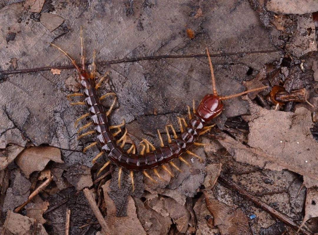蜈蚣为什么是特别毒的虫,一般蜈蚣的毒性有多强