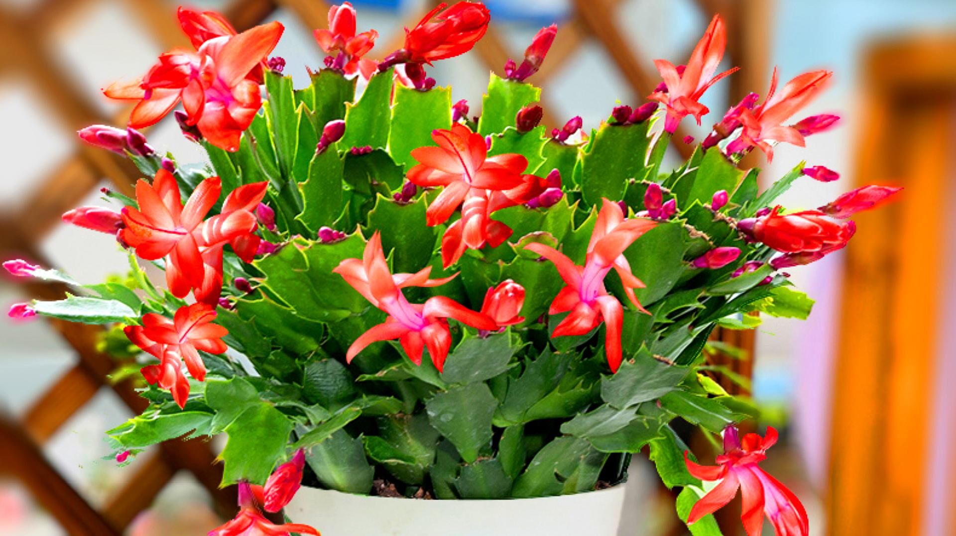 年前逛花市这5种花打死也别买,春天逛花市5种花千万别买