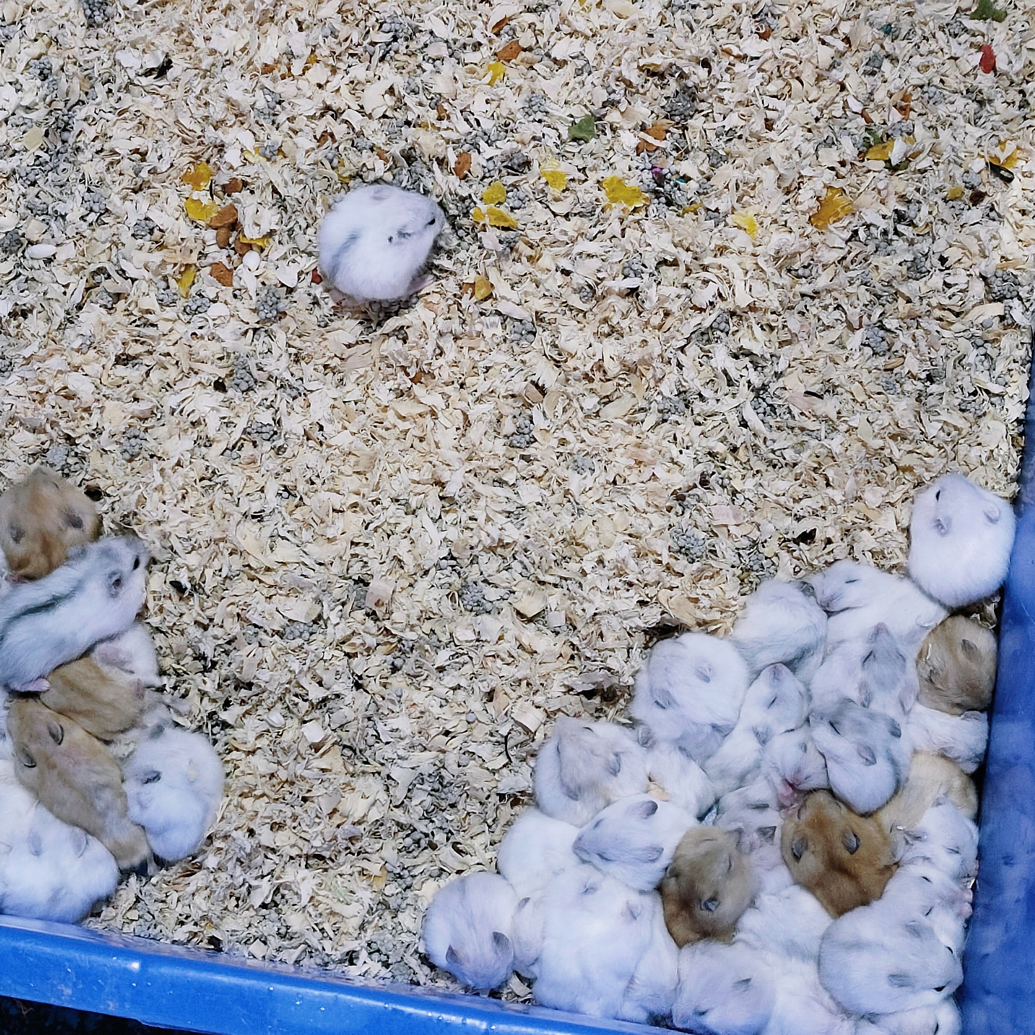 广西花鸟市场和南宁花鸟市场,广西平果花鸟市场在哪里