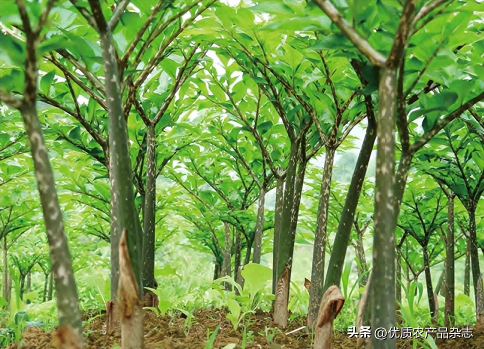 魔芋零食历史发展趋势分析,魔芋食品市场前景分析