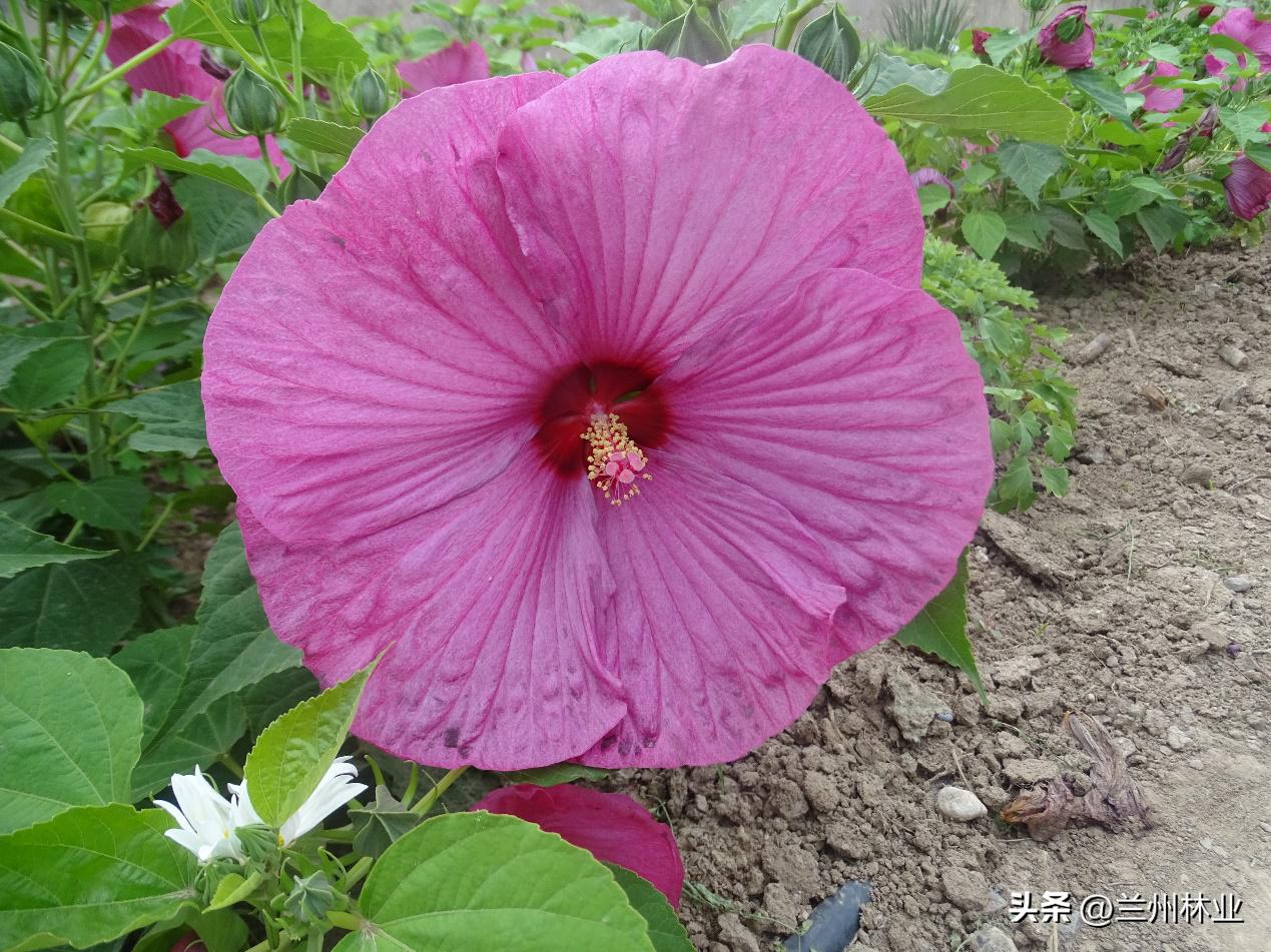 閲戝煄鑺辫,鍏板窞閲戝煄鑺辫