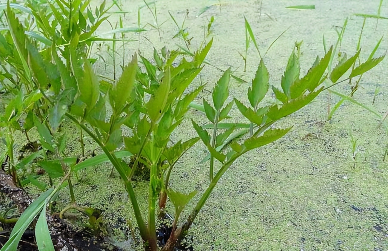 春天挖野菜图片大全,最全野菜图集63种野菜大图鉴