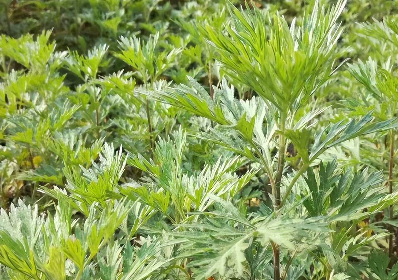 药用艾叶和食用艾叶识别,带你识别艾叶图片