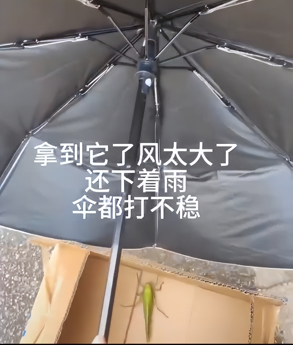 学校突然出现诡异的虫子,女生宿舍惊现不明虫