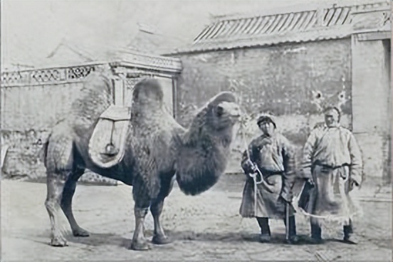 旅蒙商号大盛魁(十一)—大盛魁的营业状况(丁)皮毛药材(上)