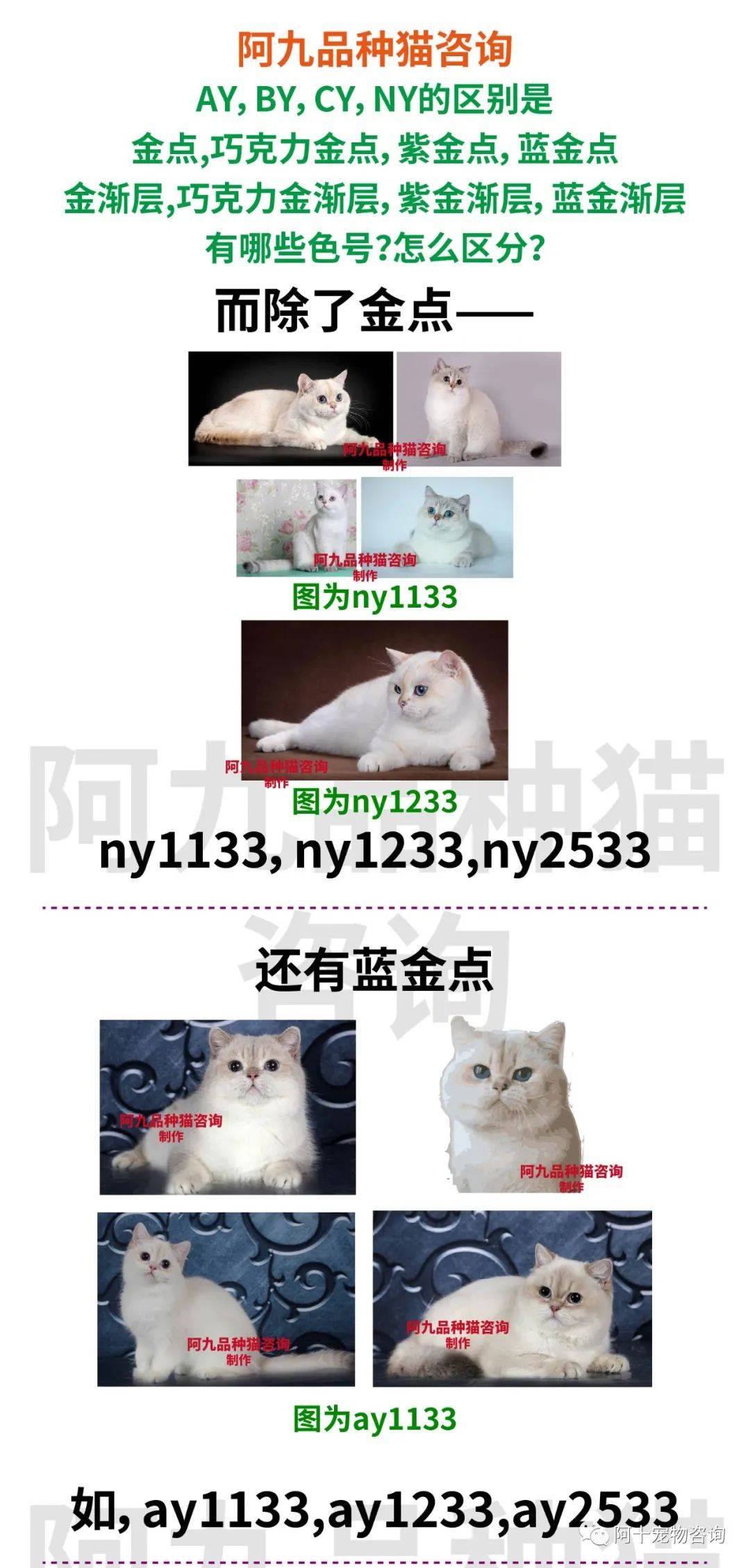 英国短毛猫蓝金渐层特征,英国短毛猫金渐层十一色