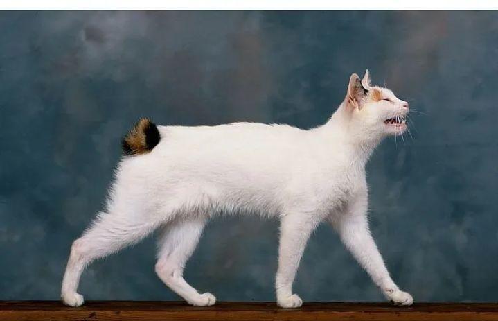 猫咪有哪些表现说明它过得很幸福,猫咪有哪些表现证明你养得好呢