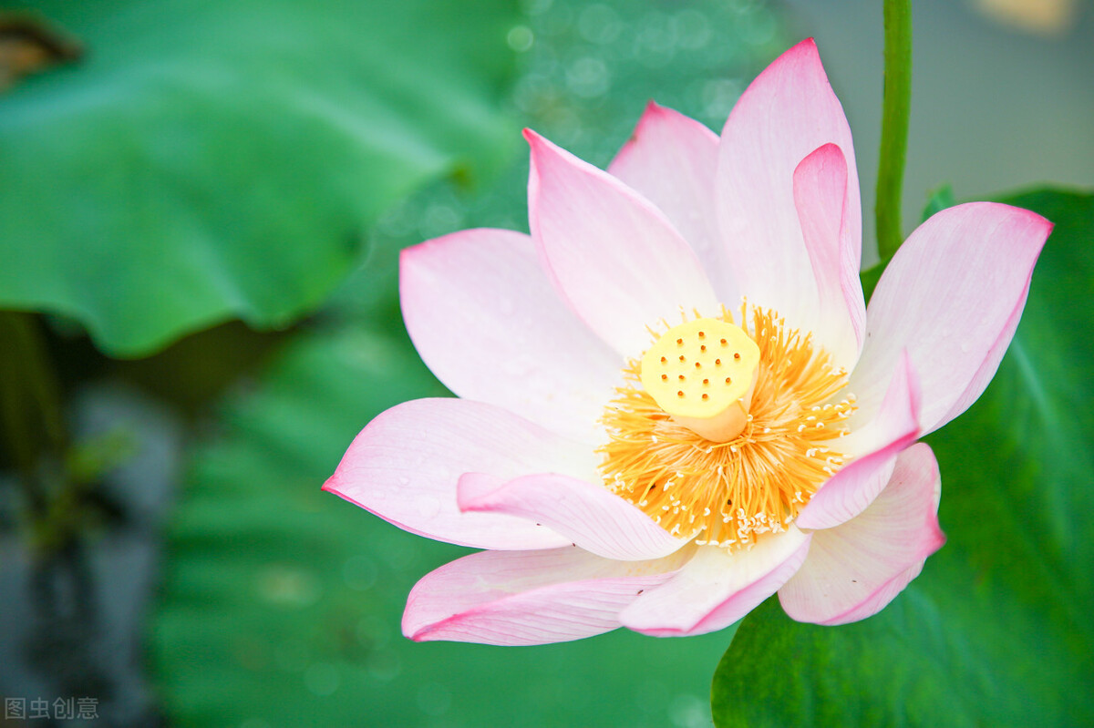这二十幅极品花卉越看越醉,超好看又耐看的花卉图