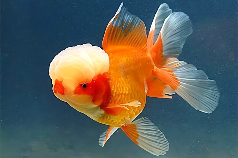 金鱼概述,金鱼图鉴