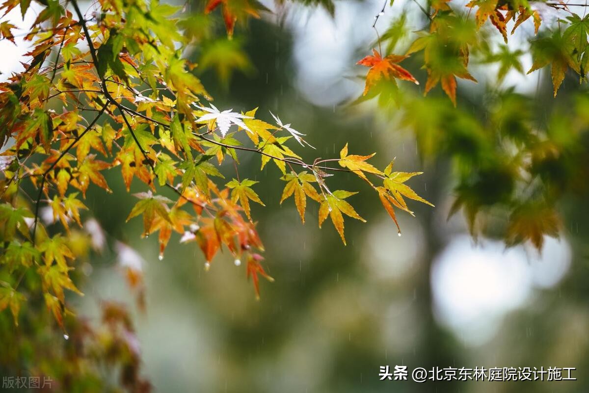 雨天怎么给植物光照,下雨天如何帮植物挡雨