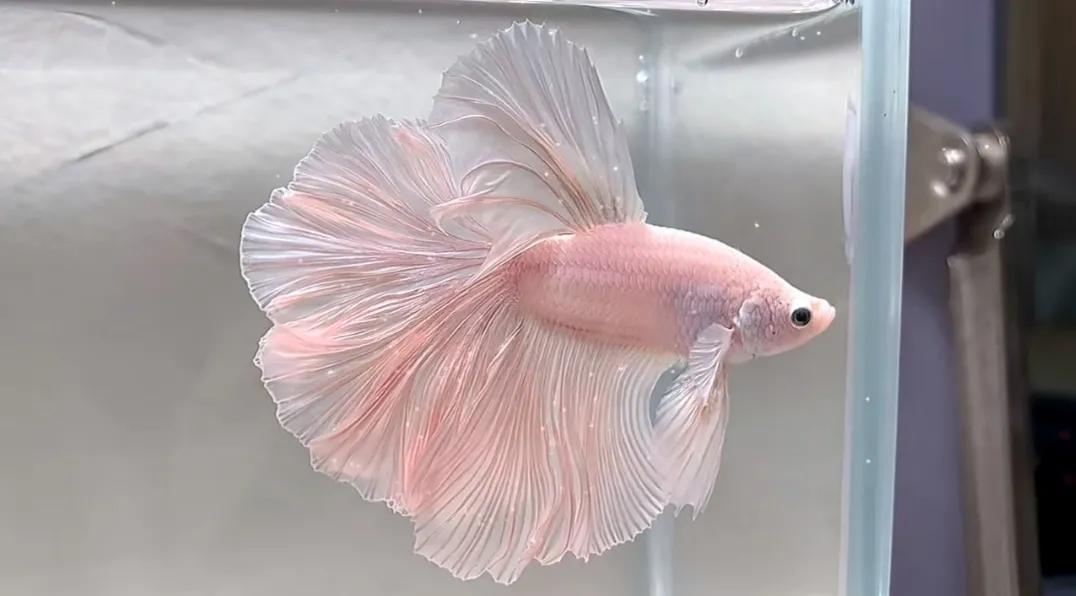 泰国斗鱼vs泰国斗鱼,泰国斗鱼和中国斗鱼为什么不一样