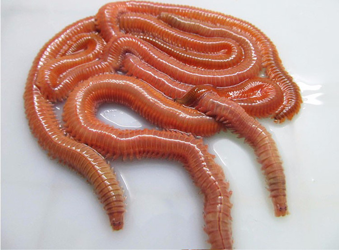 海钓沙蚕怎么挂饵,海钓用什么拌沙蚕