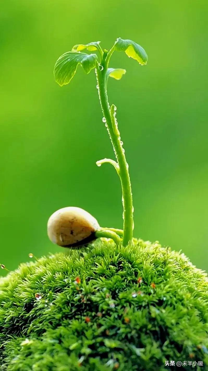 最美的手机壁纸大全,养眼养心的壁纸