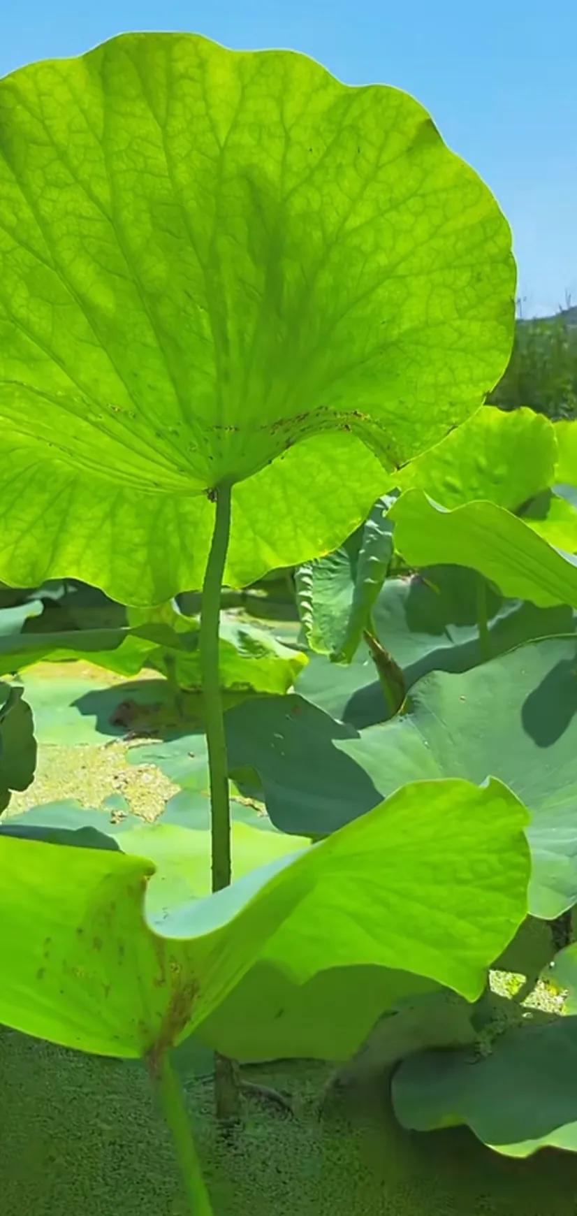 荷出淤泥而不染荷花仙子唯美溶图,夏日荷韵荷花图片