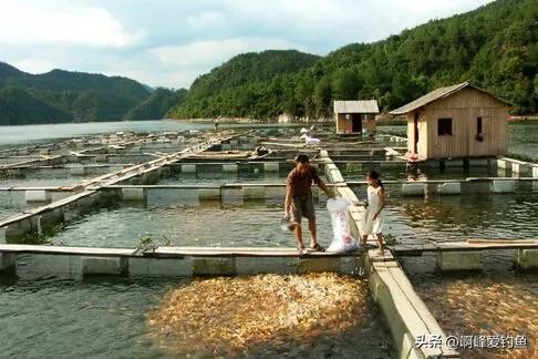 肉质金黄的鲤鱼是什么养出来的,鲤鱼什么品种好养又好看