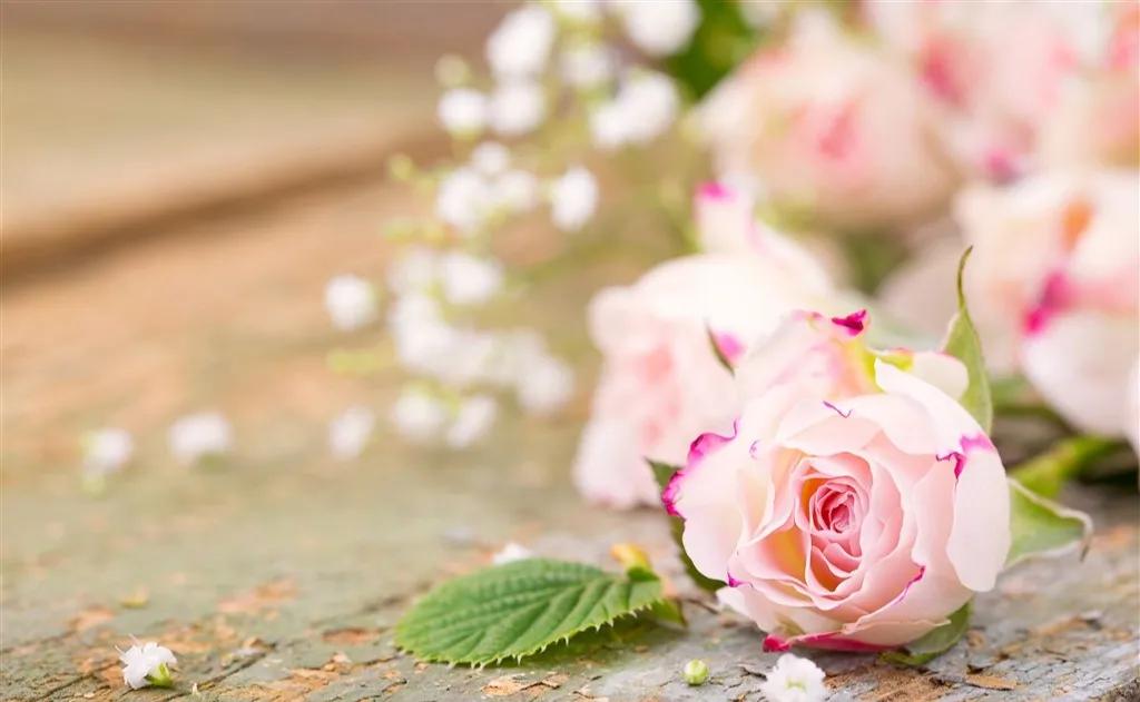 玫瑰花ins高级质感背景图,玫瑰花背景图高清图