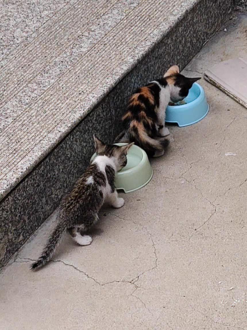 两个月的小猫怎么喂养,新手养猫攻略20天小奶猫