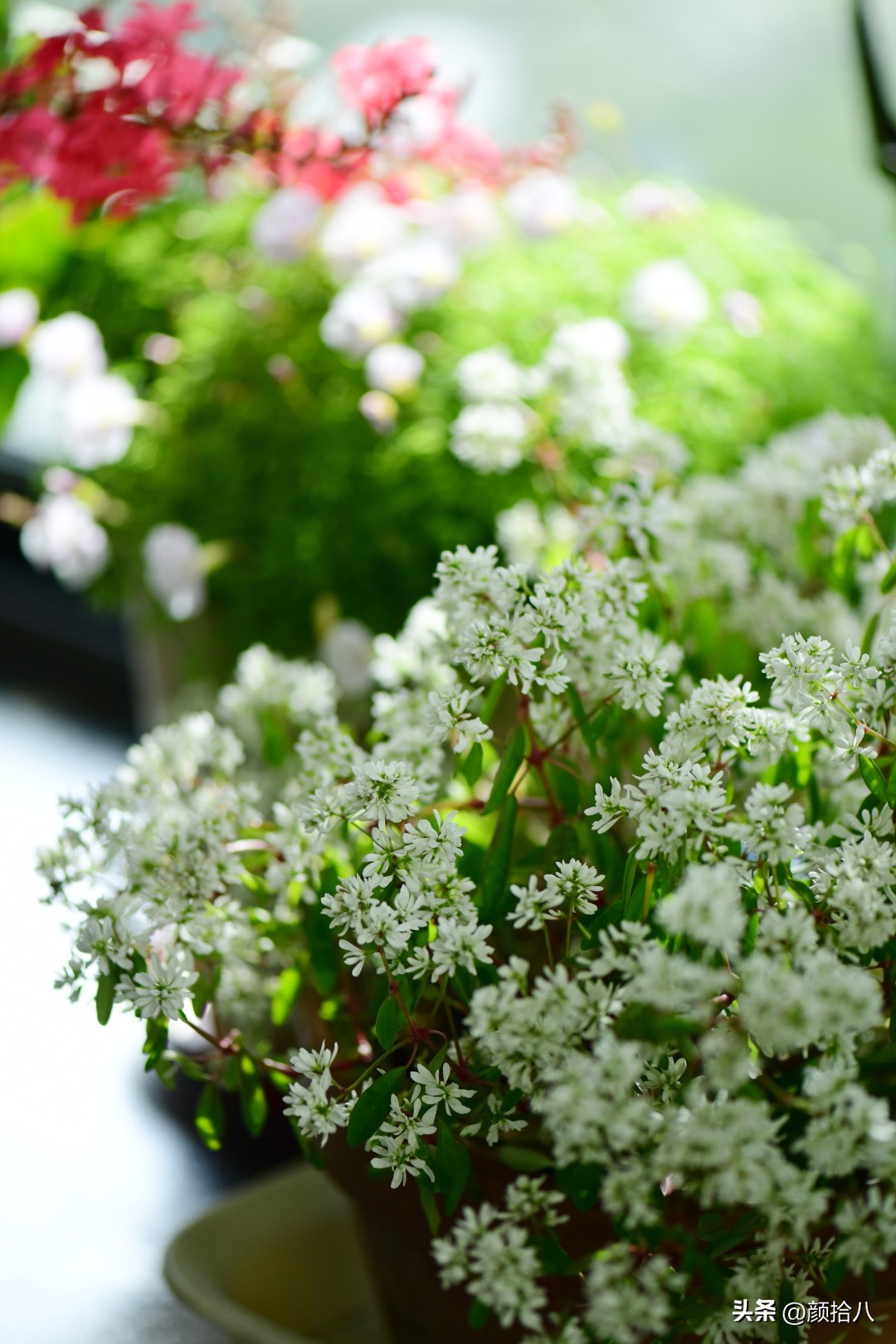 天冷怎么注意植物冻死,植物怕冷怎么过冬