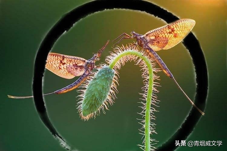 为艺术多一次曝光