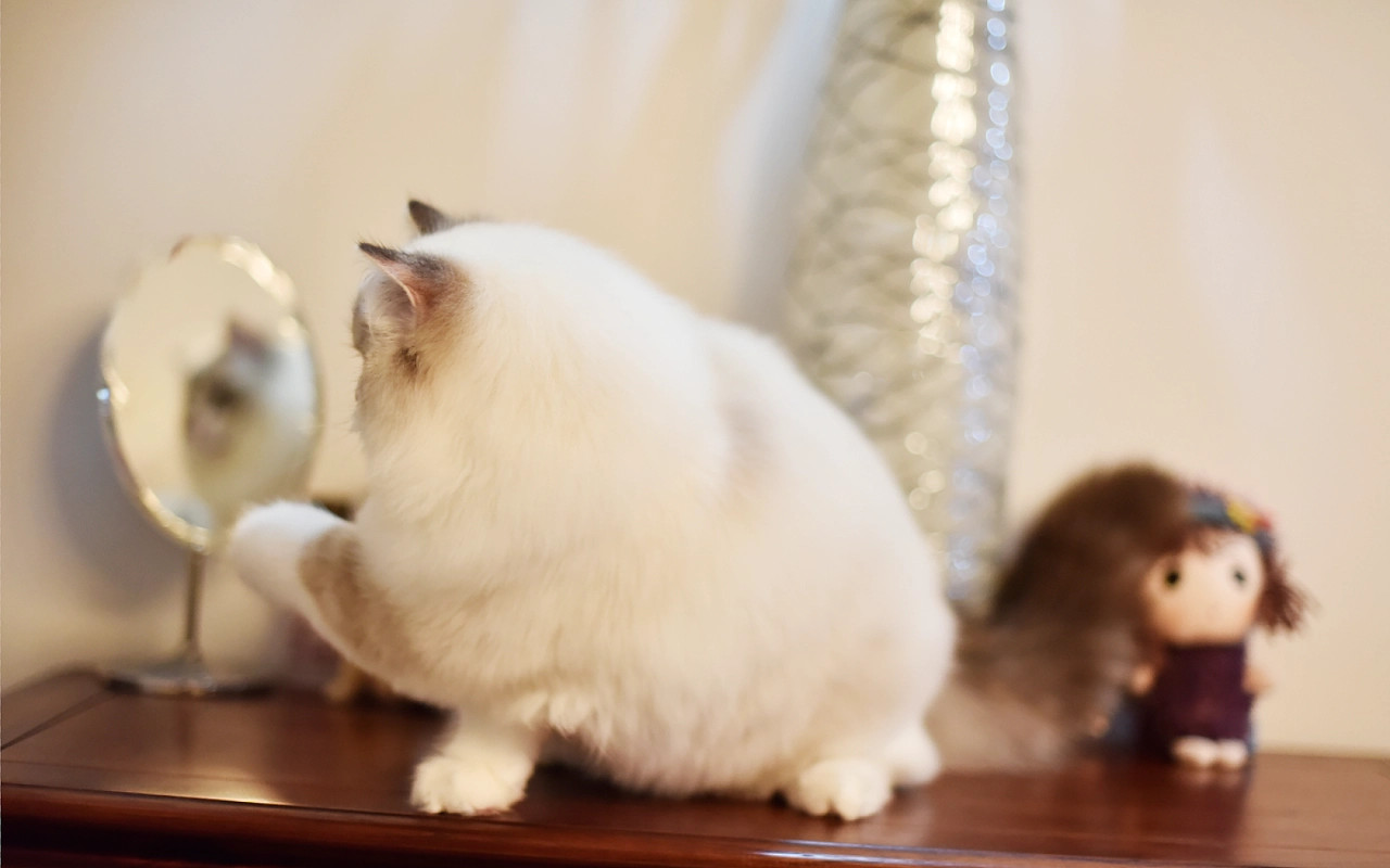 宠物店回收猫咪多少钱一只,宠物店猫咪多少钱一只广东肇庆