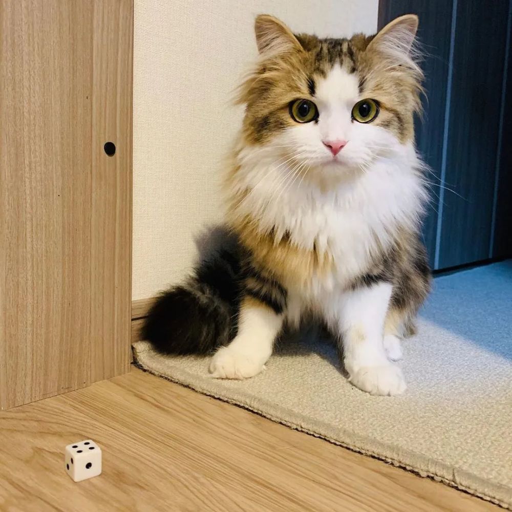 养猫首选这几种猫便宜好养,养猫推荐什么猫不会掉毛