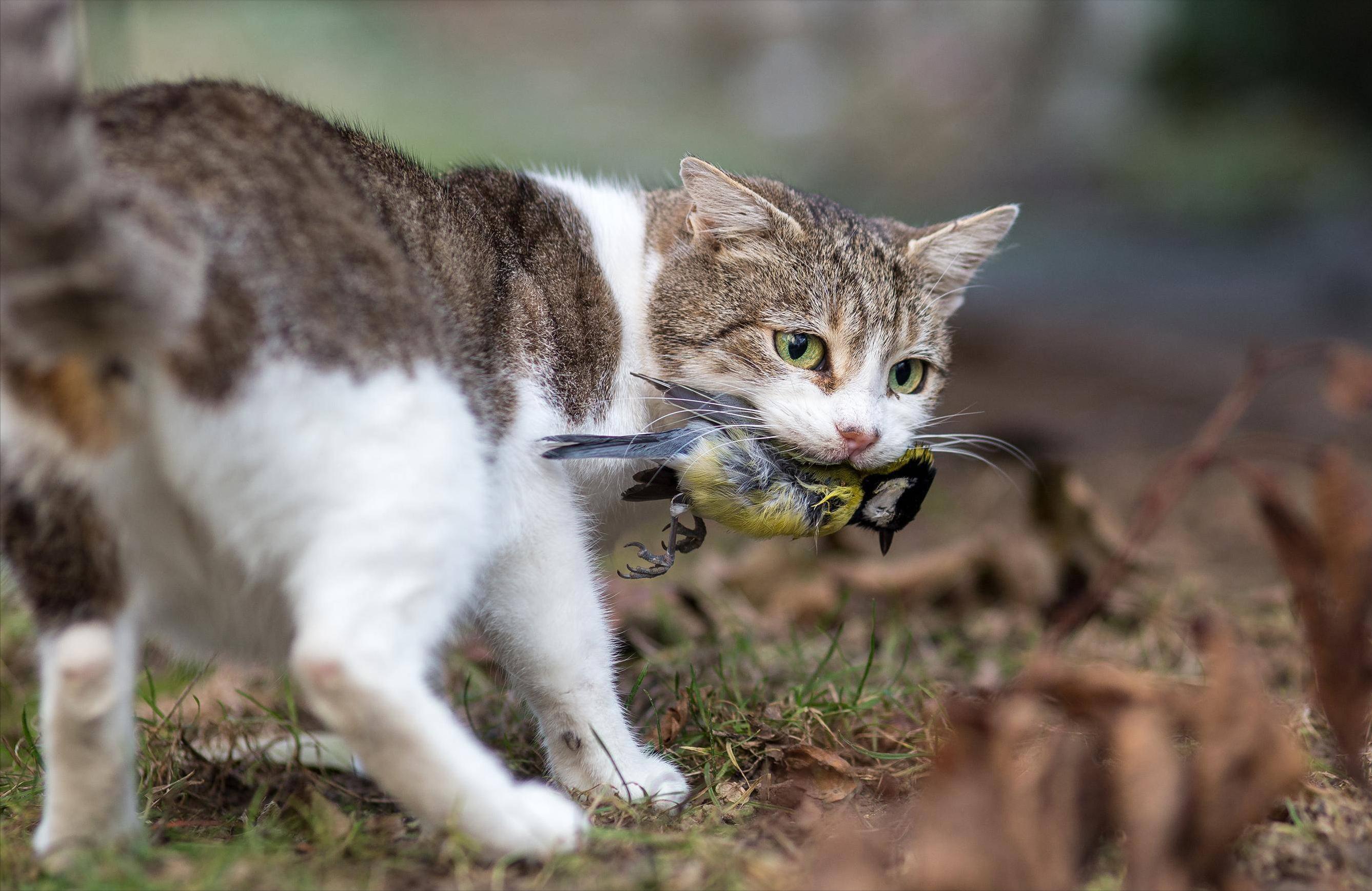 旺家猫的颜色,旺家猫的特征图片