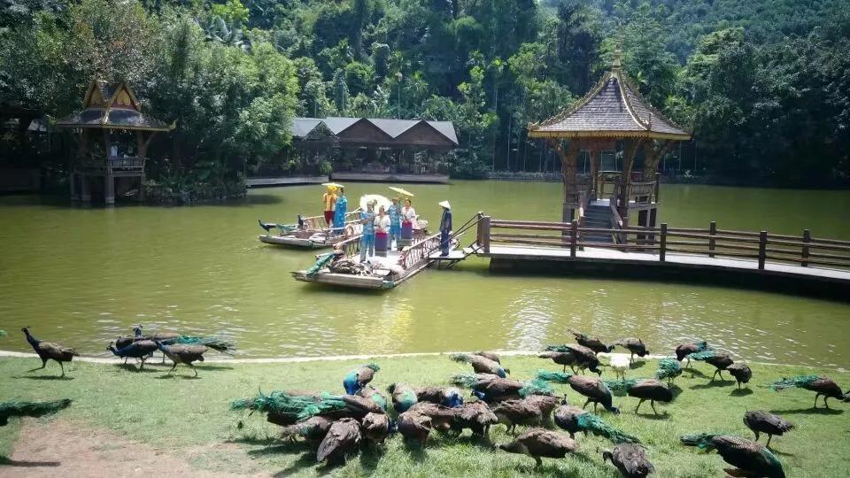 云南西双版纳旅游攻略app,云南西双版纳旅游攻略自由行12月