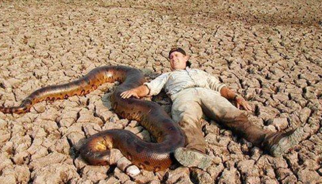 如果在野外遇到森蚺怎么办,亚马逊森蚺真的能生吞活人吗