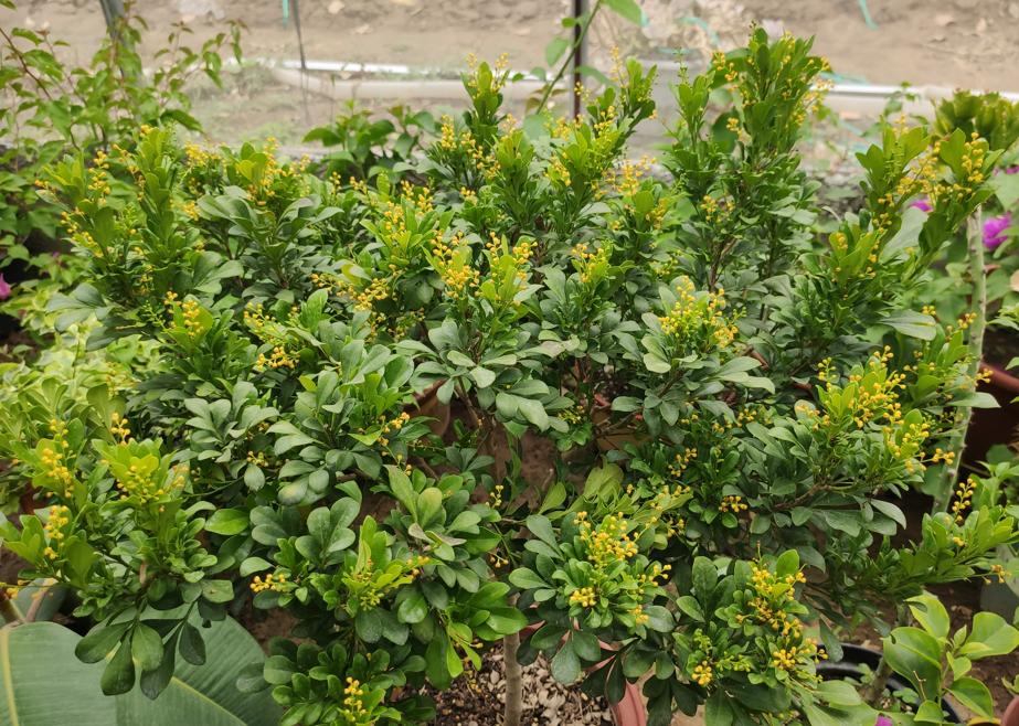 米兰花有香和不香的吗,米兰花喜欢什么肥料最好