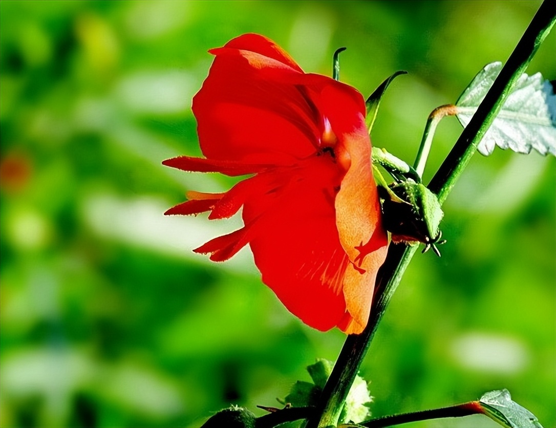 夜落金钱昼自开,夜落金钱昼自开意思