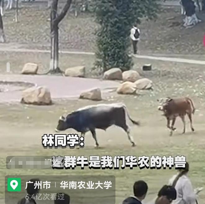 谁的毕业论文在乱跑啊,谁的毕业论文在乱跑