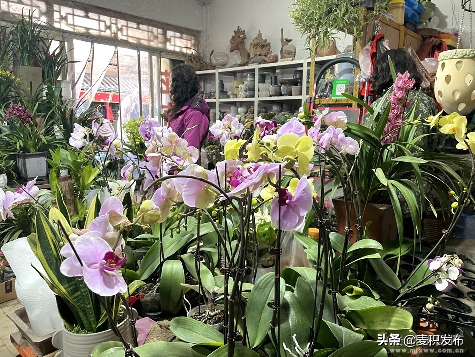 麦积区花卉市场在哪里,麦积区附近花卉市场在哪