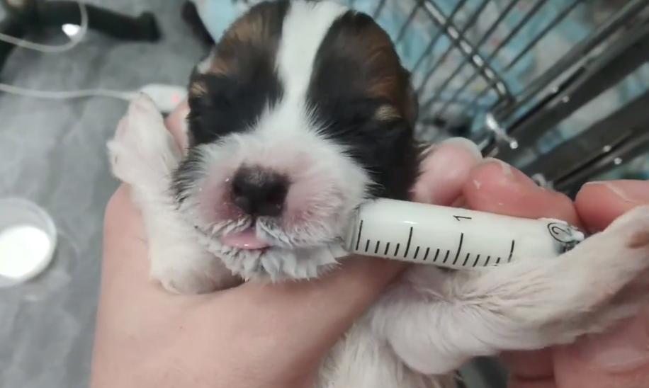 小狗子宫脱垂是什么原因,生小狗胎盘留肚子里了怎么办