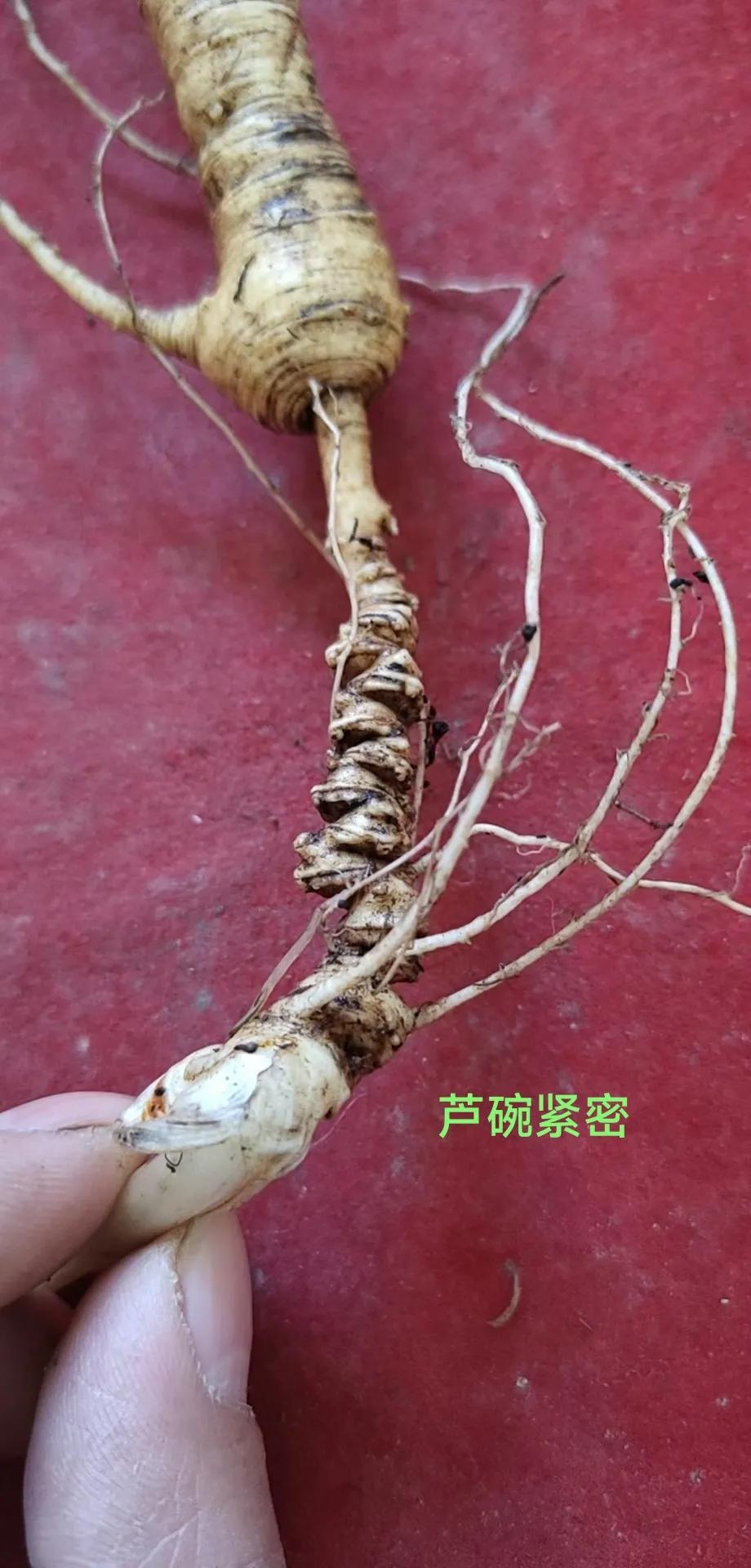 长白山的人参怎么分别,长白山人参和别的人参的区别