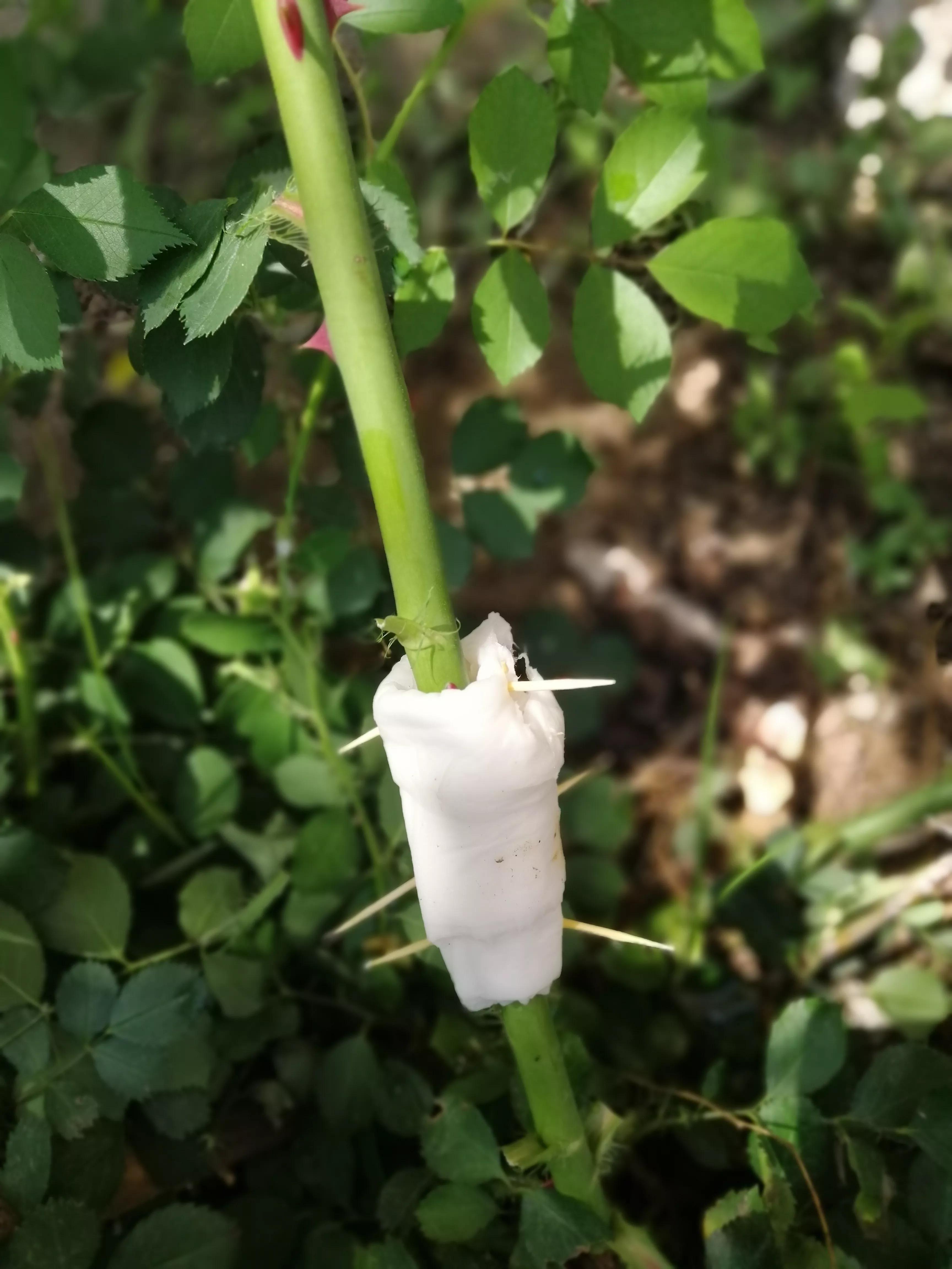 玫瑰花怎么压枝才容易成活,玫瑰花扦插方法最容易成活的